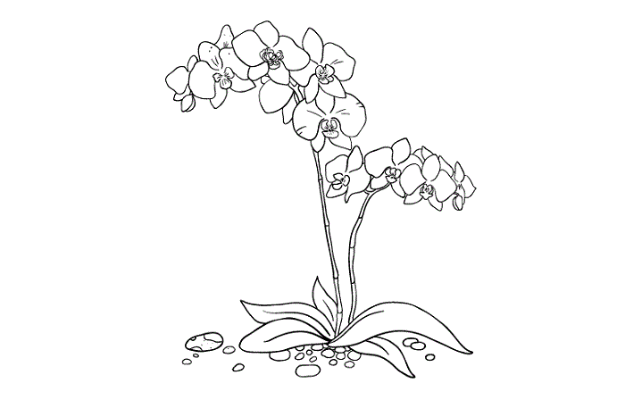 sketsa gambar bunga 