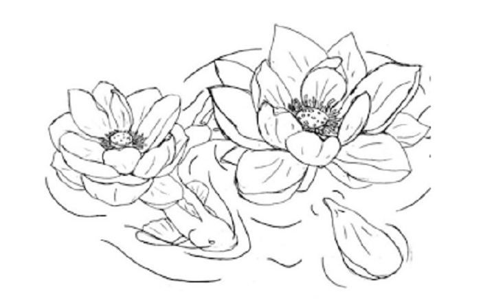 gambar sketsa bunga teratai