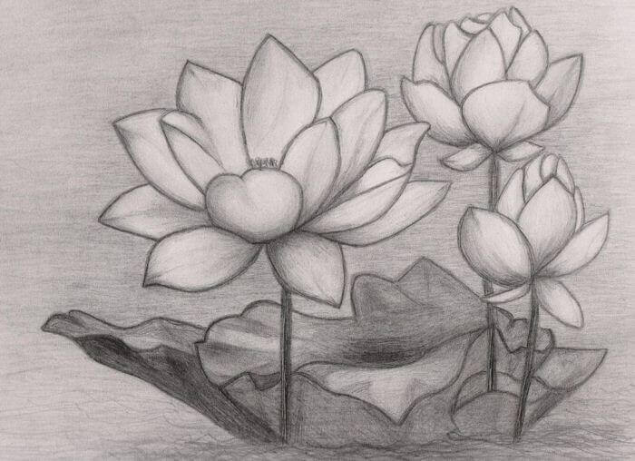 15+ Contoh Sketsa Bunga yang Indah dan Simple - BROONET