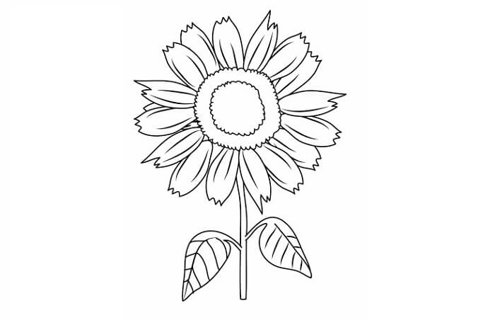 15+ Contoh Sketsa Bunga yang Indah dan Simple - BROONET