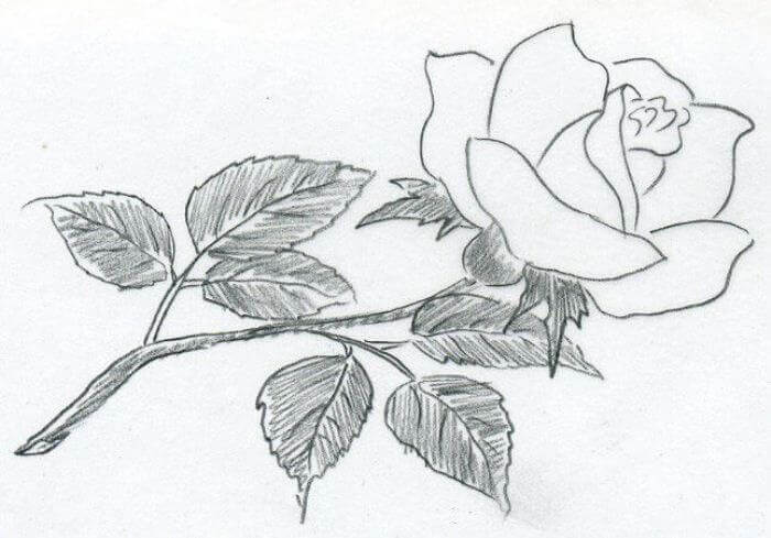 15 Contoh Gambar Sketsa Bunga Dari Beragam Jenis