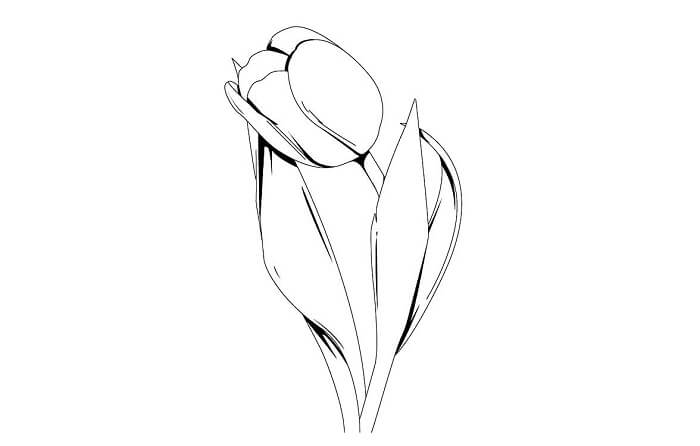 gambar sketsa bunga tulip