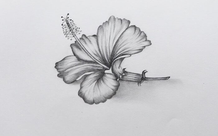gambar sketsa bunga 