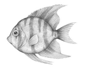 17+ Contoh Sketsa Gambar Ikan Beragam Jenis - BROONET
