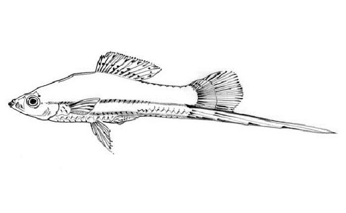 sketsa gambar ikan 