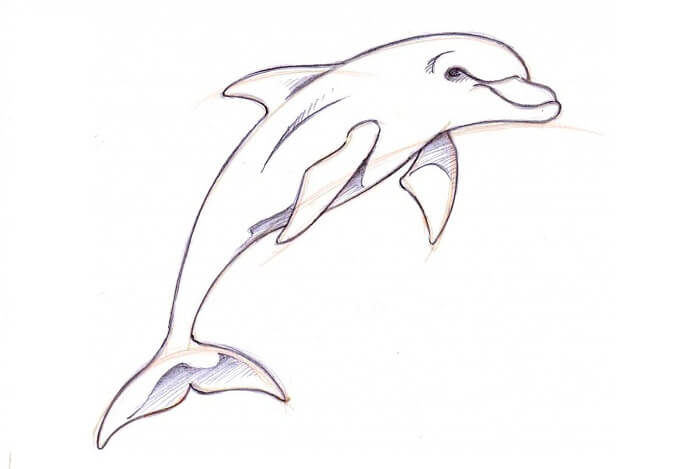 gambar sketsa ikan