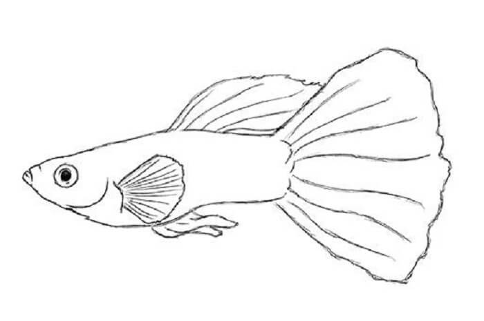 sketsa gambar ikan