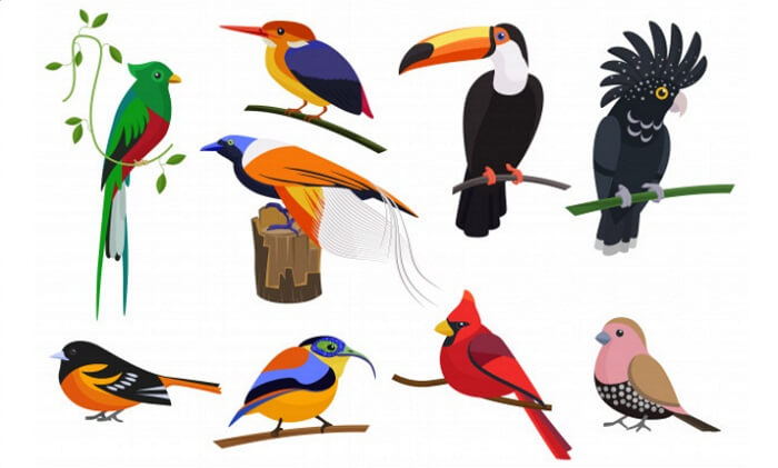 670 Koleksi Gambar Burung Kartun Berwarna Gratis Terbaru