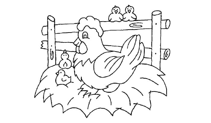 11 Contoh Sketsa Ayam yang Mudah dan Simple - BROONET