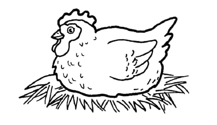 11 Contoh Sketsa Ayam yang Mudah dan Simple - BROONET