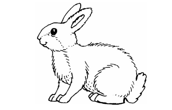 sketsa kelinci