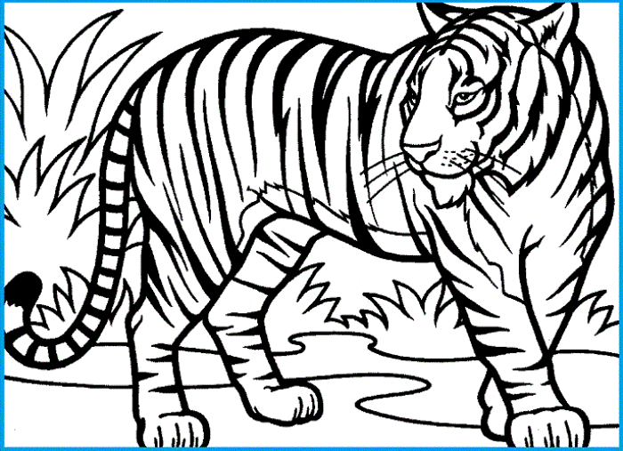 sketsa harimau
