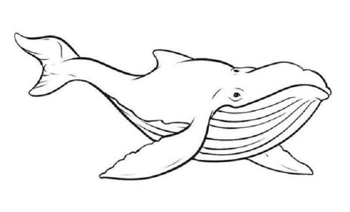 sketsa hiu